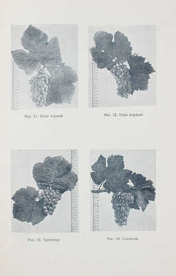 Фролов-Багреев А.М. Советское шампанское. Технология производства шампанских (игристых) вин. М.: Пищепромиздат, 1943.